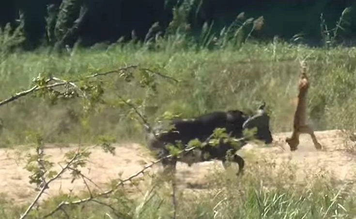 Βουβάλι στέλνει ιπτάμενο ένα λιοντάρι για τα μάτια… μιας σαύρας (βίντεο)